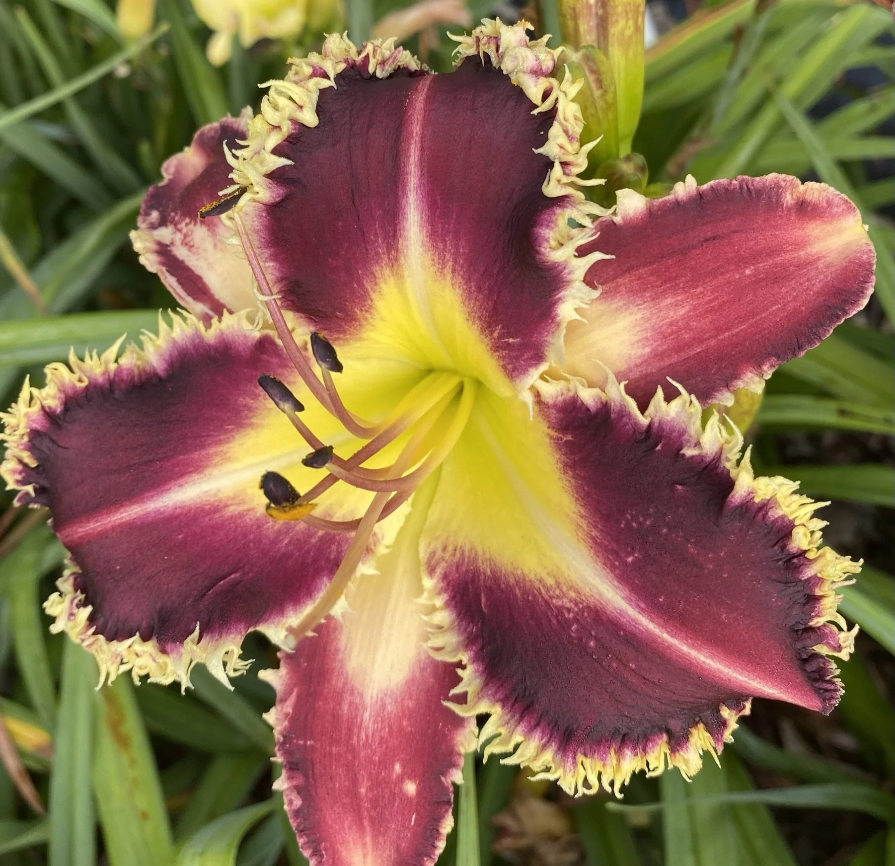 Dirges in the dark iphone.JPEG