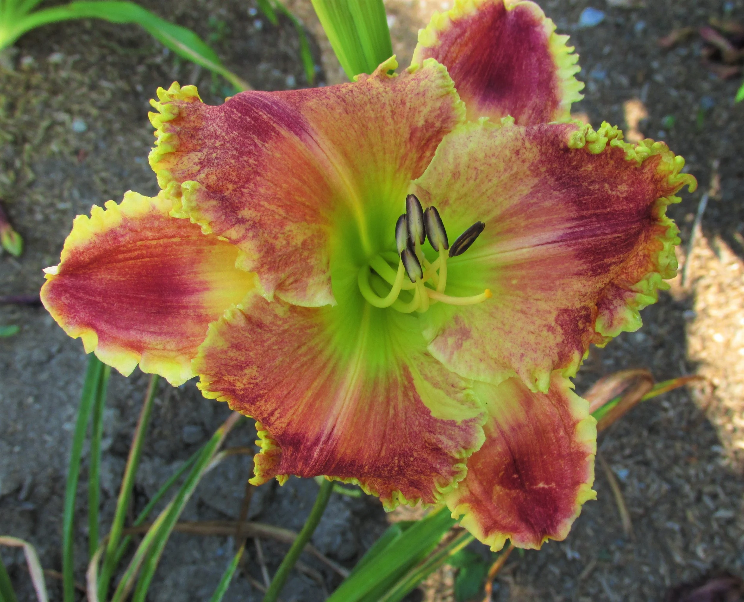 Northwood Rusty Gold - Display Only