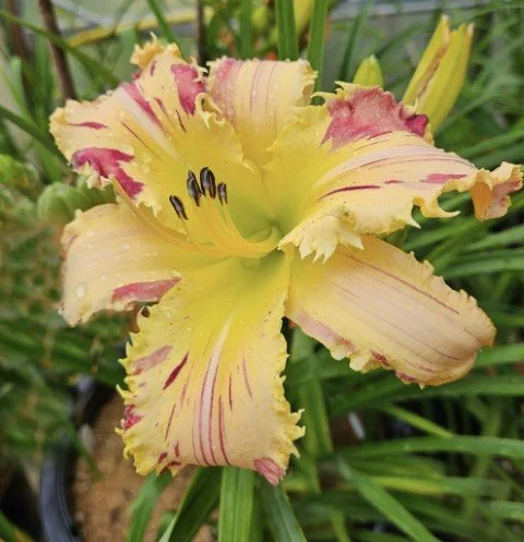 Fire Rainbow (2026 Introduction!) - Display Only