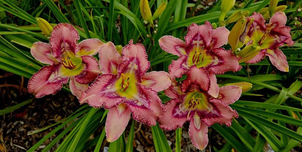 Dance Like an Old White Guy clump.jpg