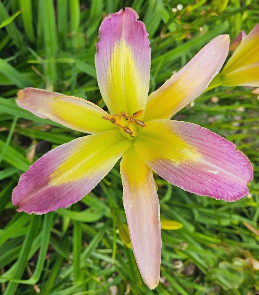 2025 Introductions CT Daylily The Walk Home (2)