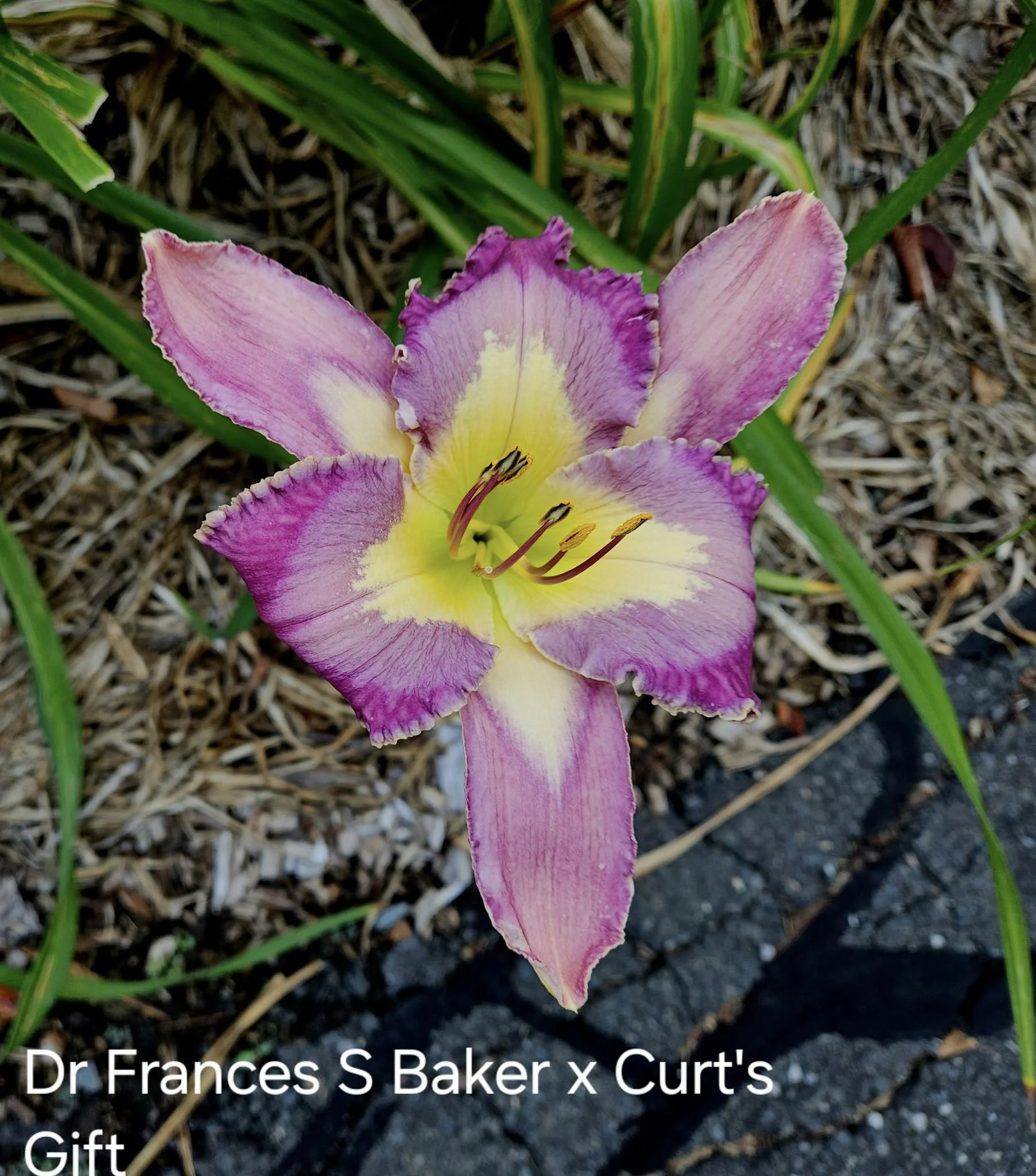 Sepals Rule - DR FB X Curt's Gift.jpg