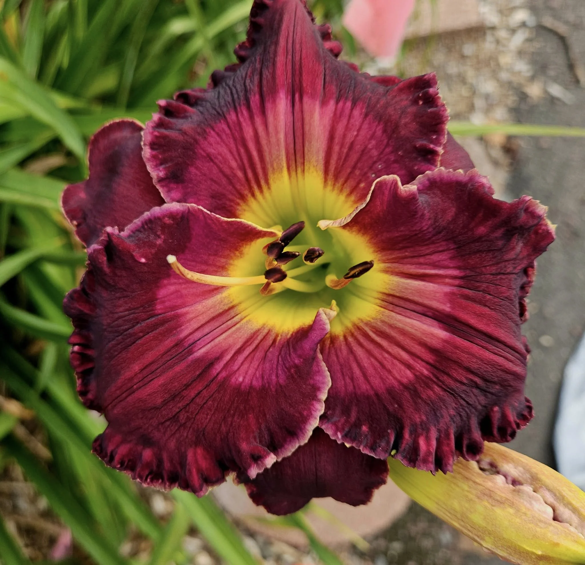 Dogs Smell in Color 3.jpg