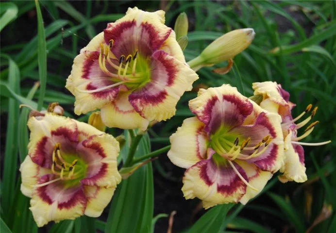 Poetic_Pattern (Small).jpg