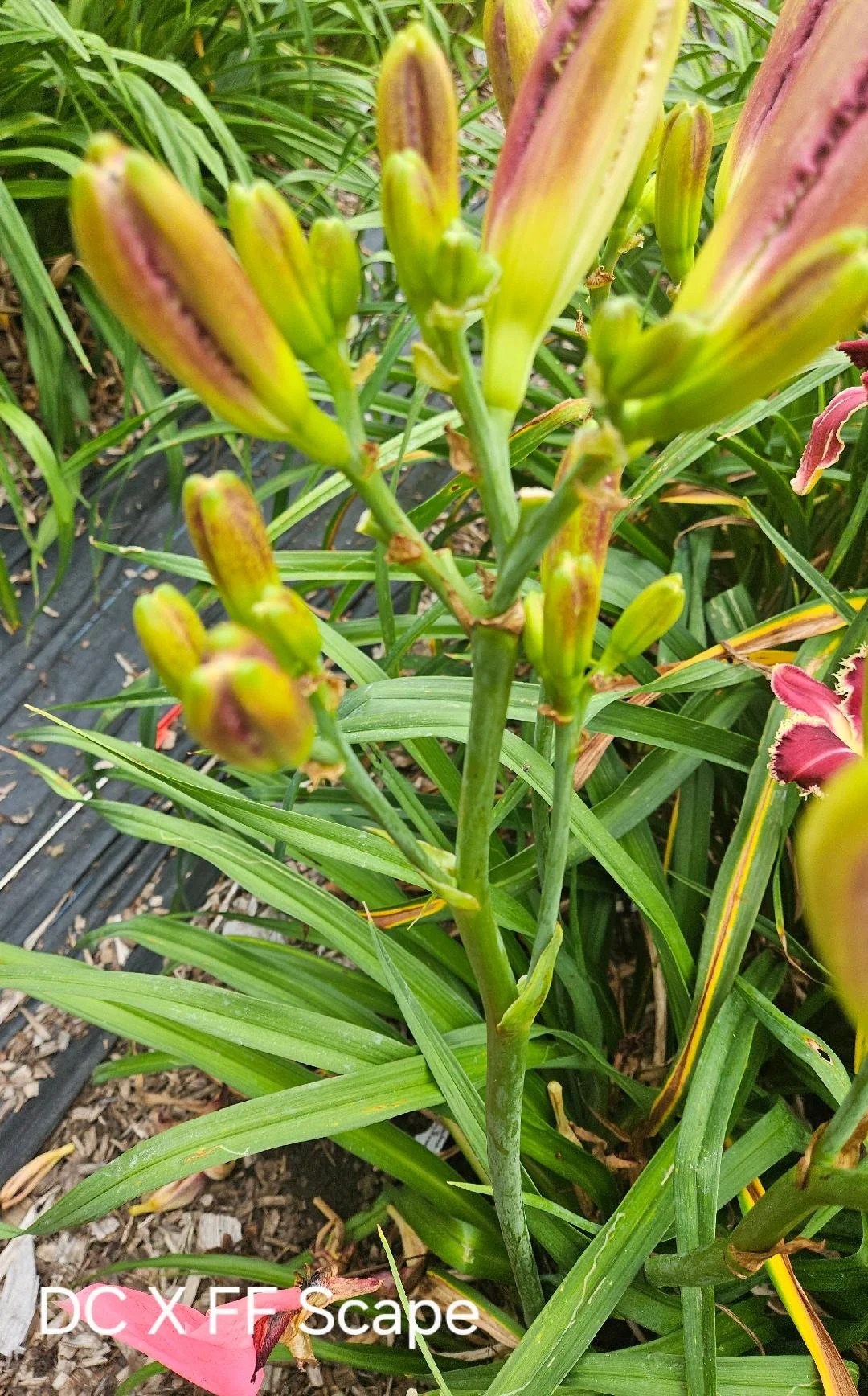 Dirges in the Dark scape.jpg