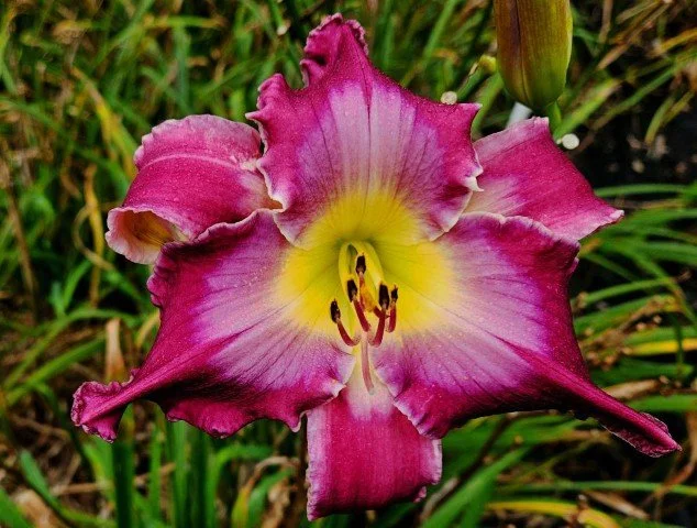 Special Kind of Lonely (Small).jpg