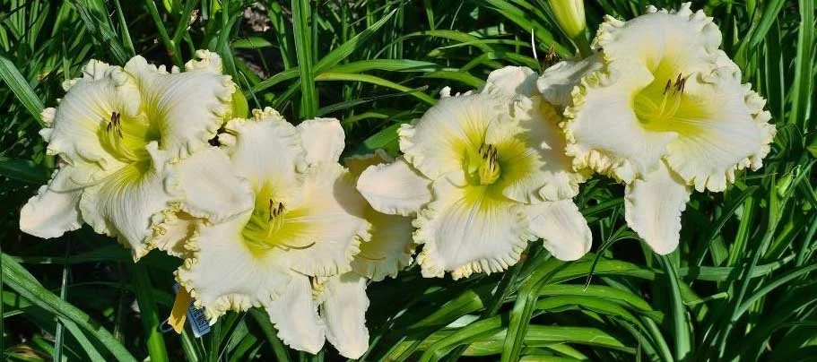 Ghost in the Mist - DISP