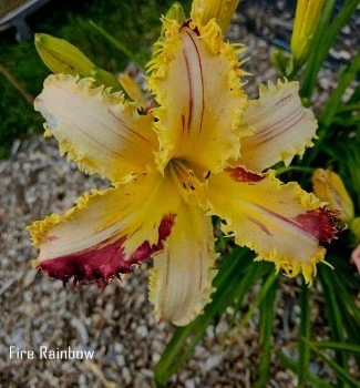 Fire Rainbowlabeled (Custom).jpg