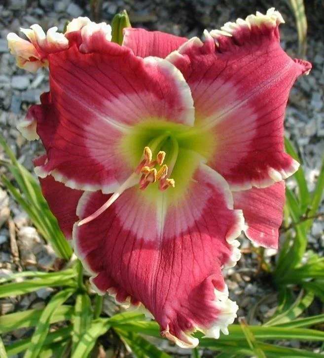 Hope for the Heart - SF--SOLD OUT