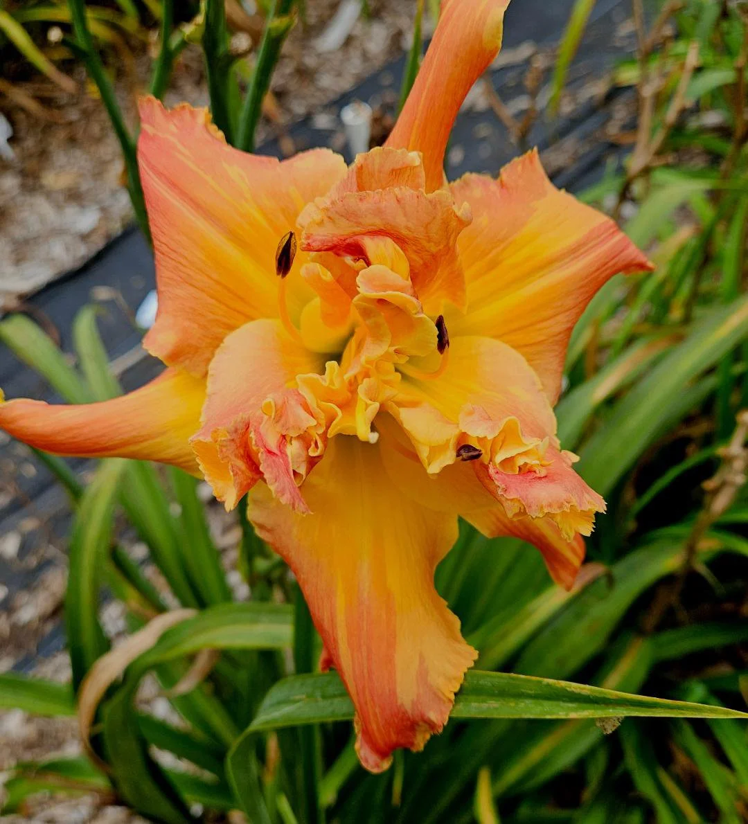 I Was So Much Older Then (2026 Introduction!) -SF