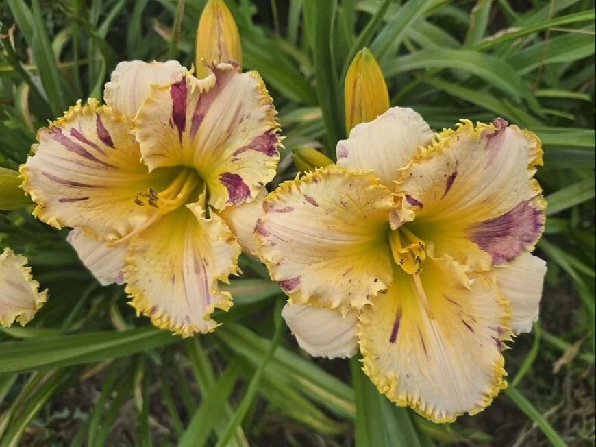 Valeri Marie - Display Only