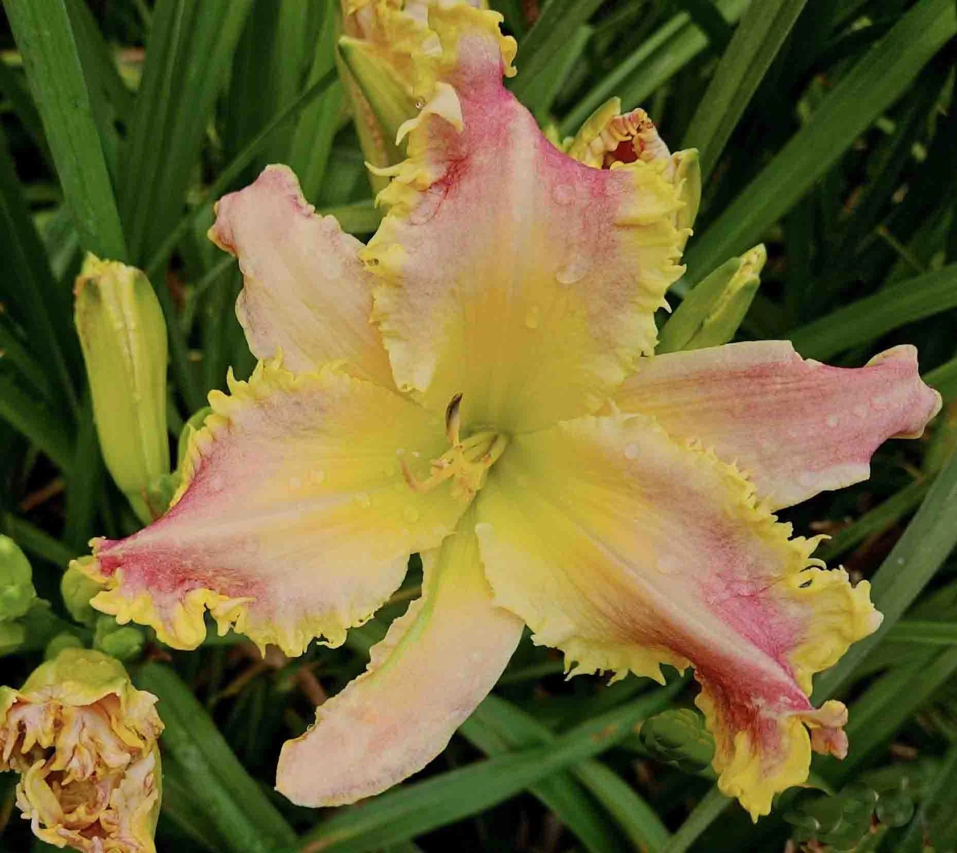 Telling the Bees.jpg