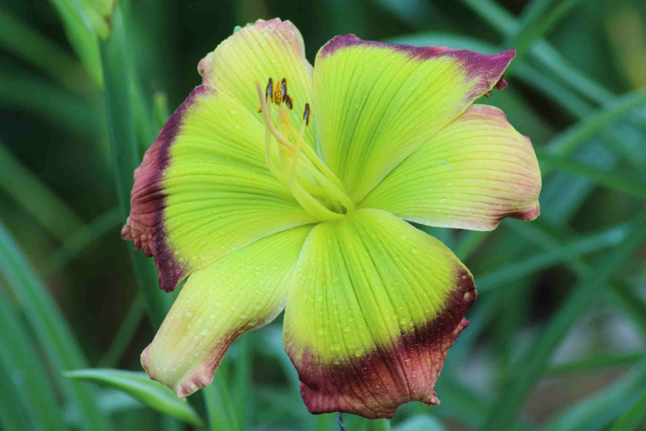 pinewood green flash.jpg