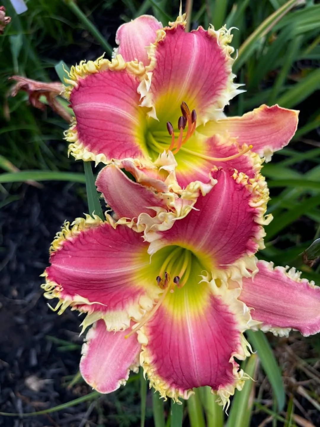 Spacecoast Porcupine Kisses - Display Only