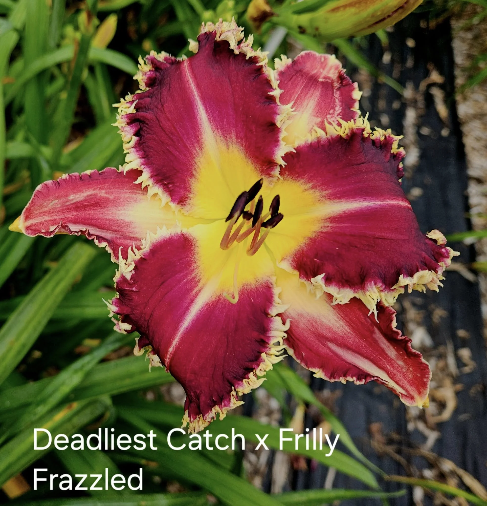 Dirges in the Dark (2026 Introduction!) - Display Only