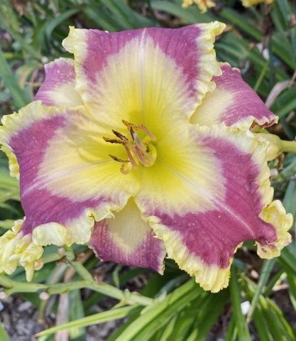 LInda K Iphone (Small).jpg