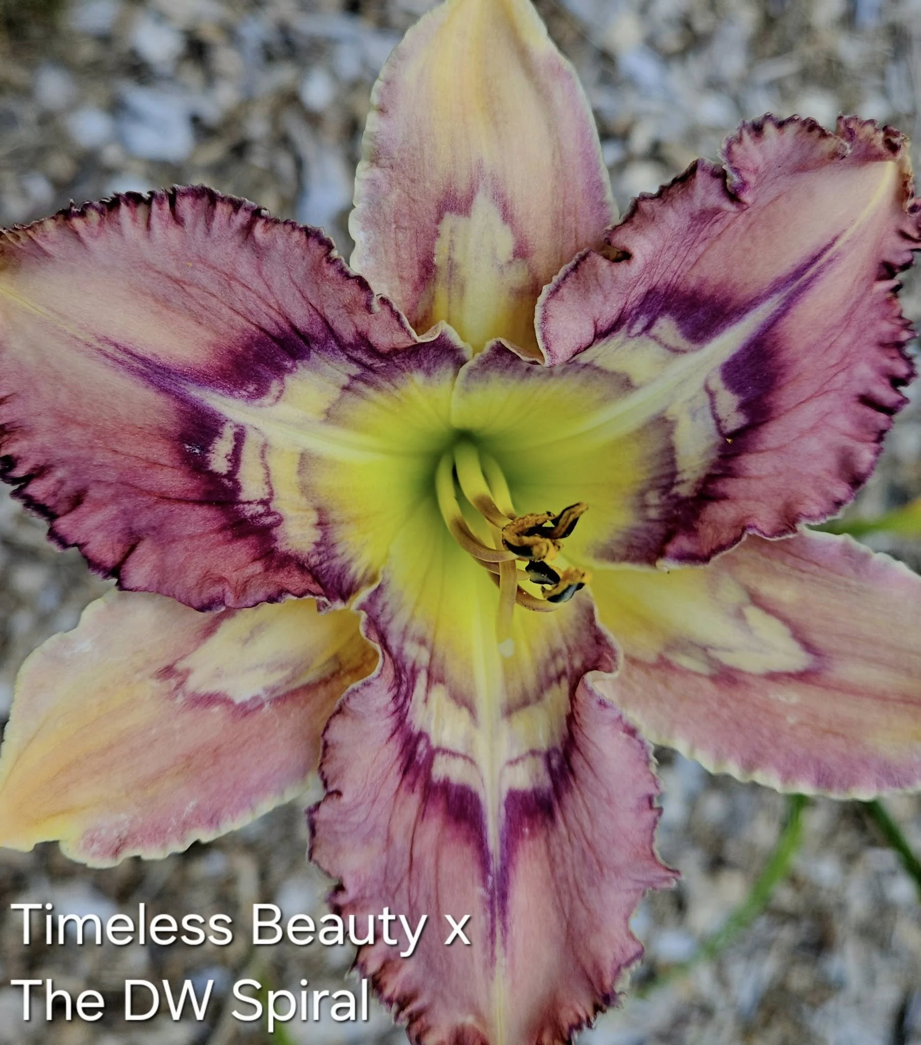 Dance LIke an Old White Guy.jpg