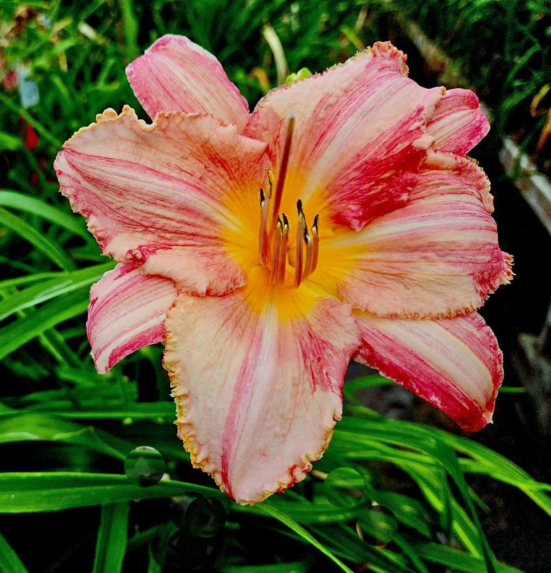 Roses and Painters.jpg