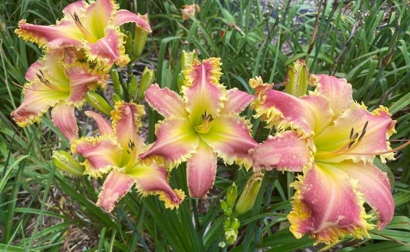 Telling the Bees clump.jpg