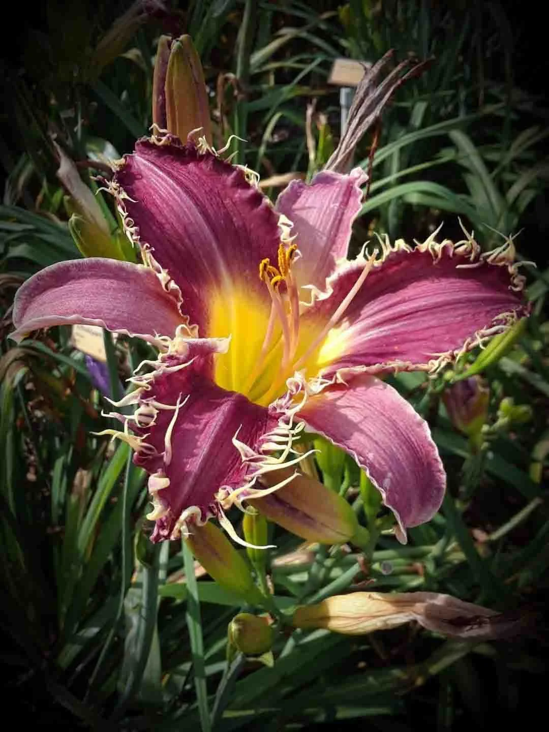 opa's whiskers barry.jpg