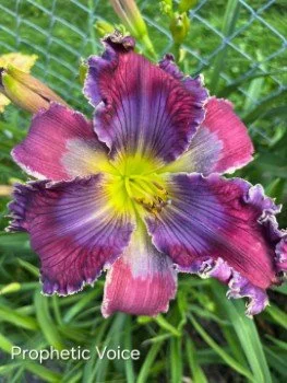 Prophetic Voice - Display Only