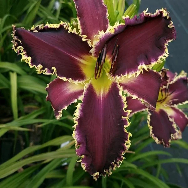 Earl of Camelot - SF