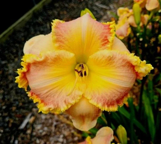 A Certain Kind of Light