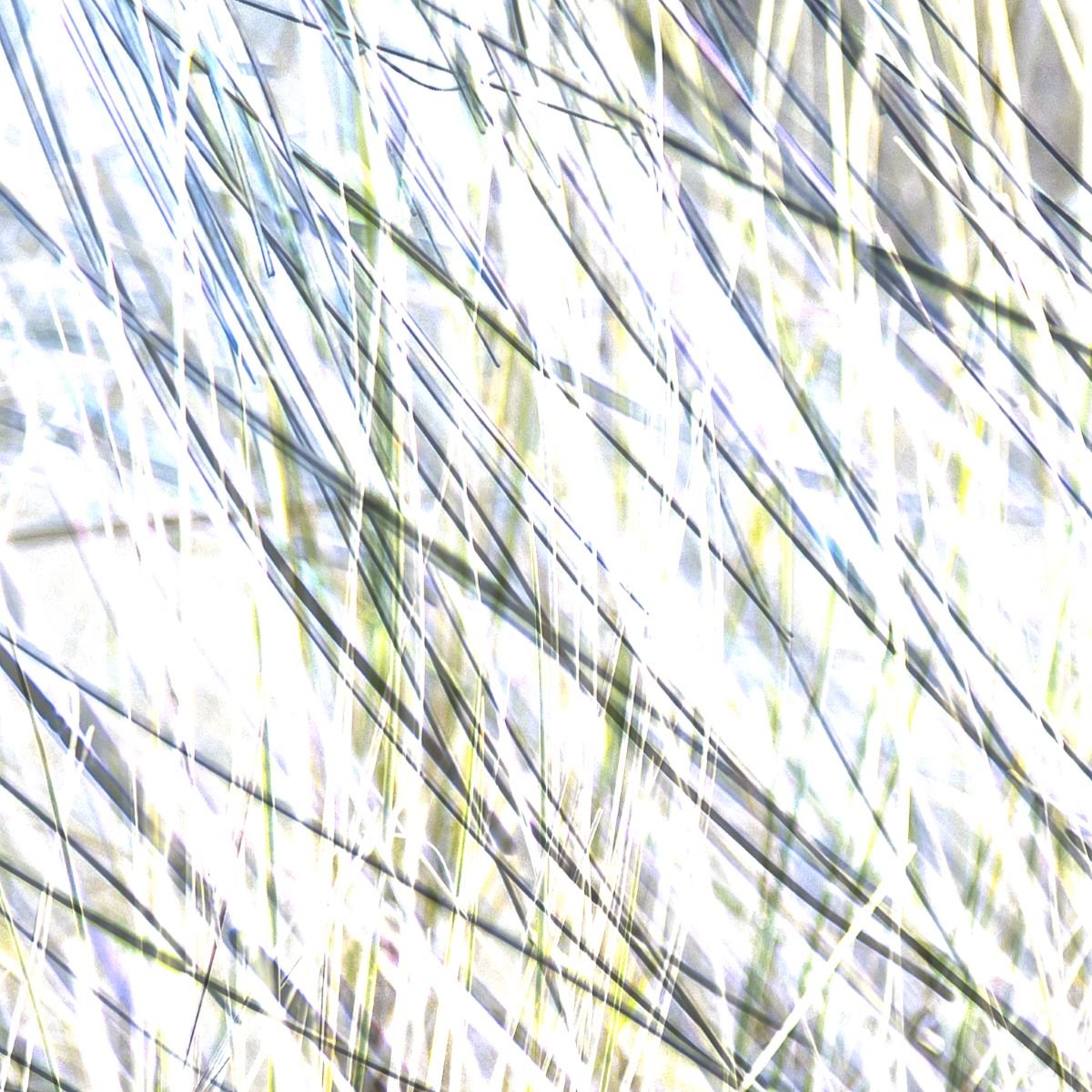 Grasses.jpg