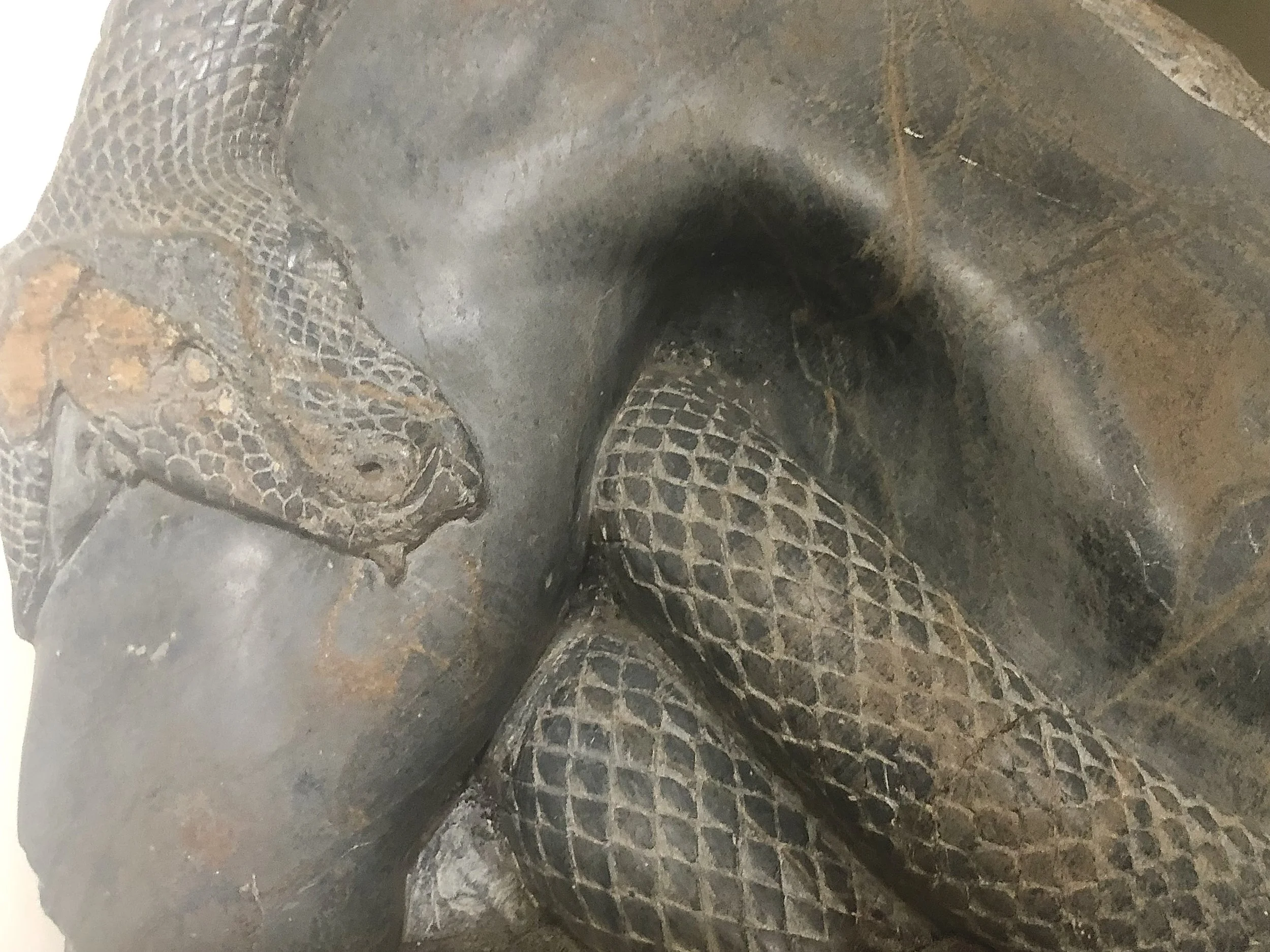 Virescit Vulnere Virtus.jpeg