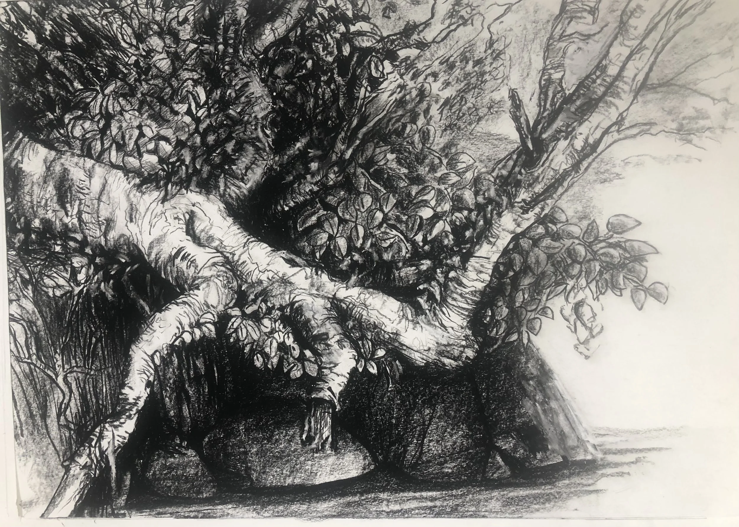 Trunk Nipigon straight.jpeg