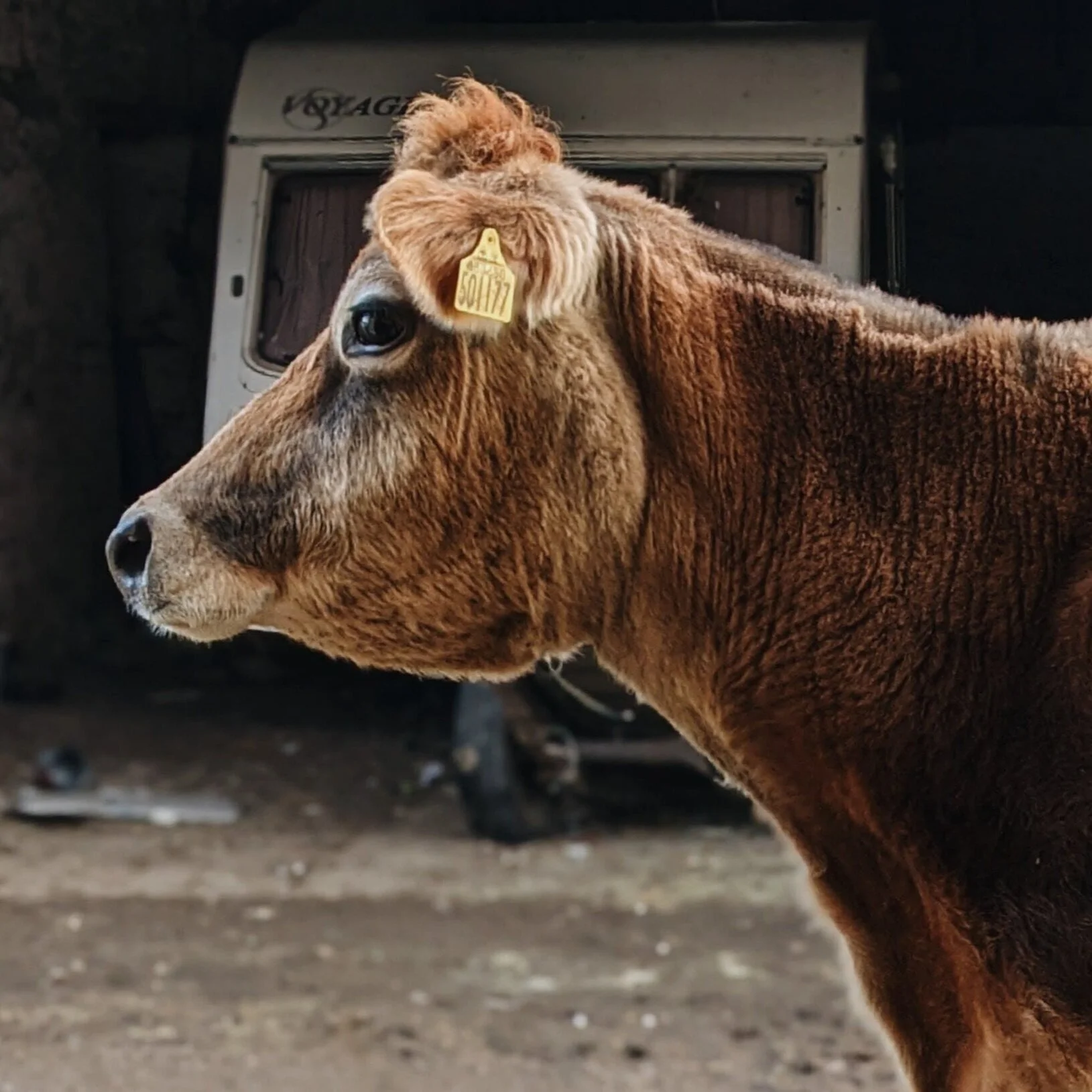 Pure Magic (By Way of a Beautiful Cow's Rumen)