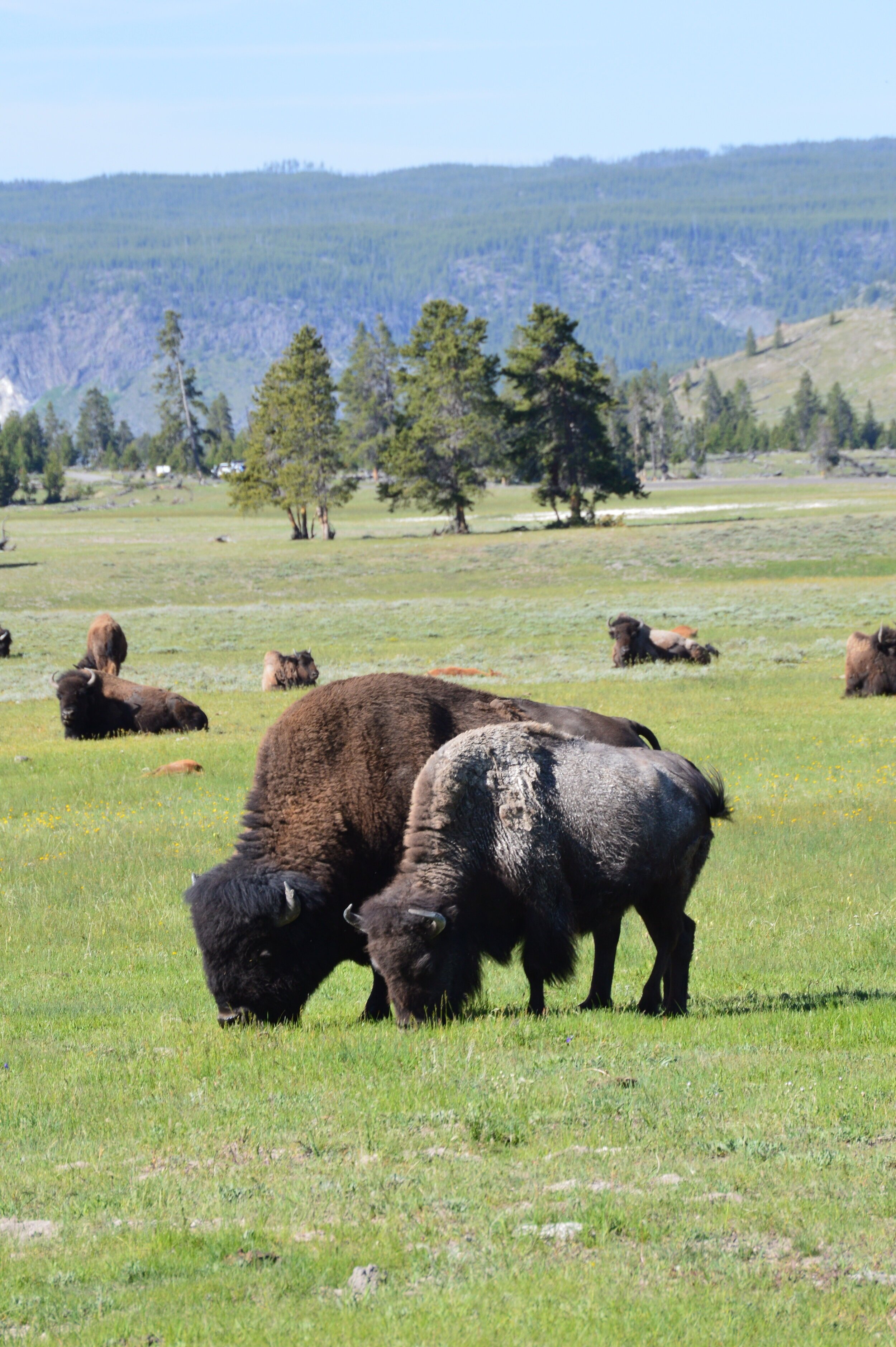 Yellowstone National Park