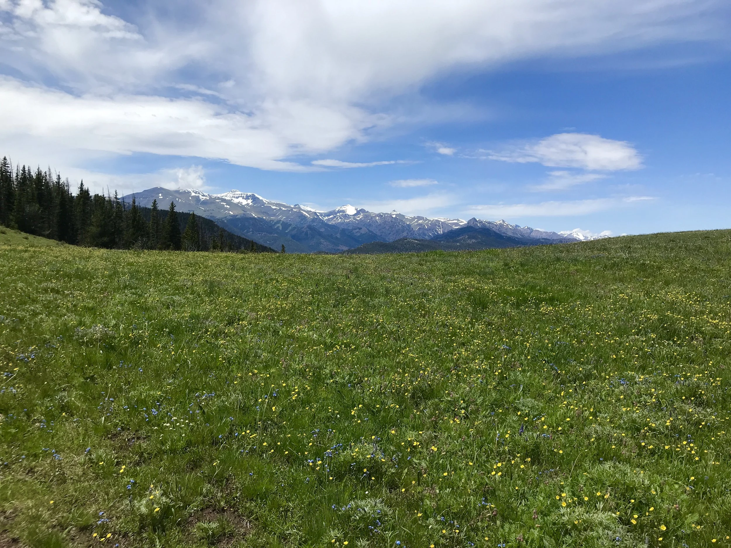 5 Hikes to Savor Summer Wildflower Season in Cody