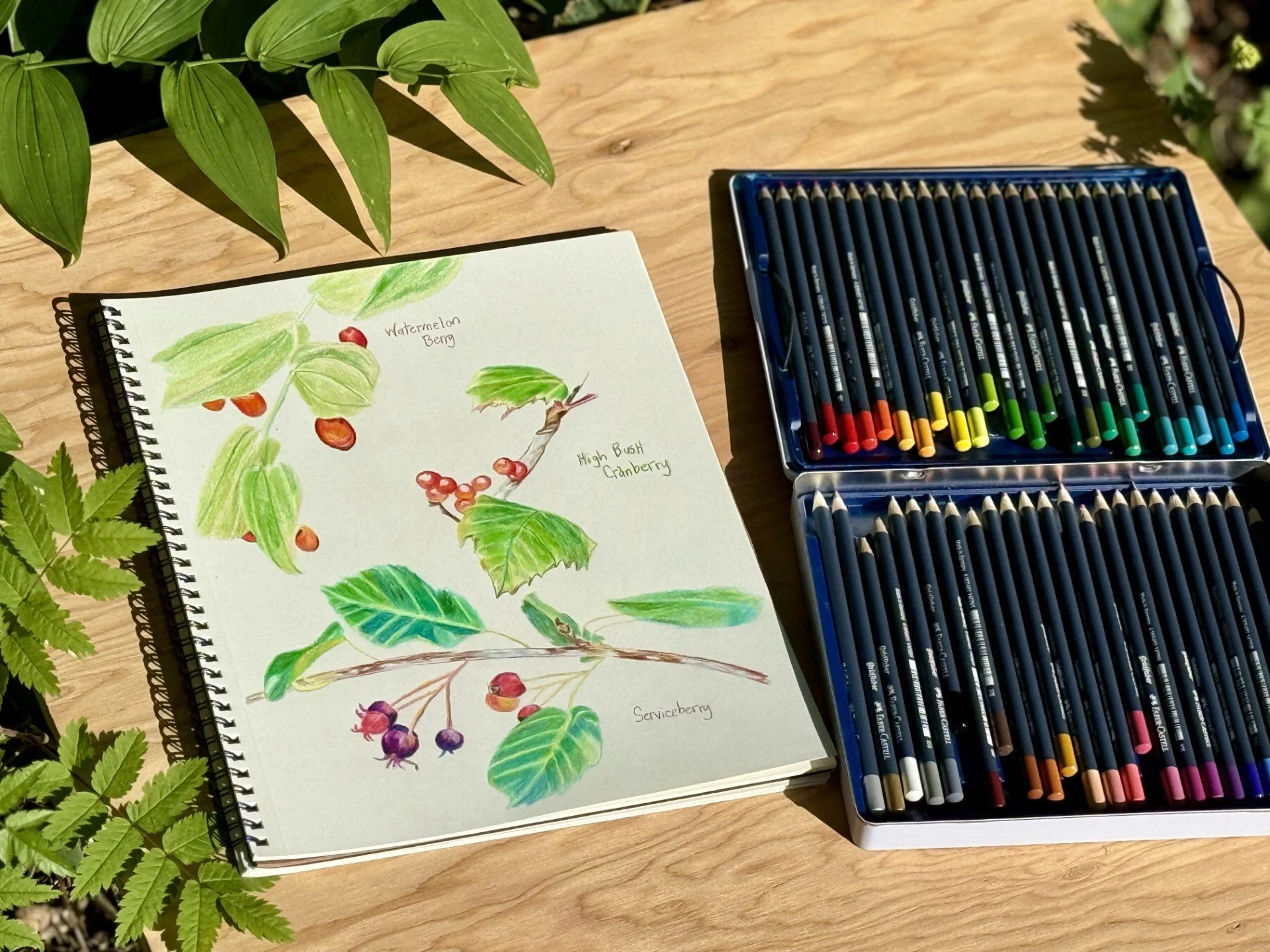 Drawing Berries with Colored Pencil