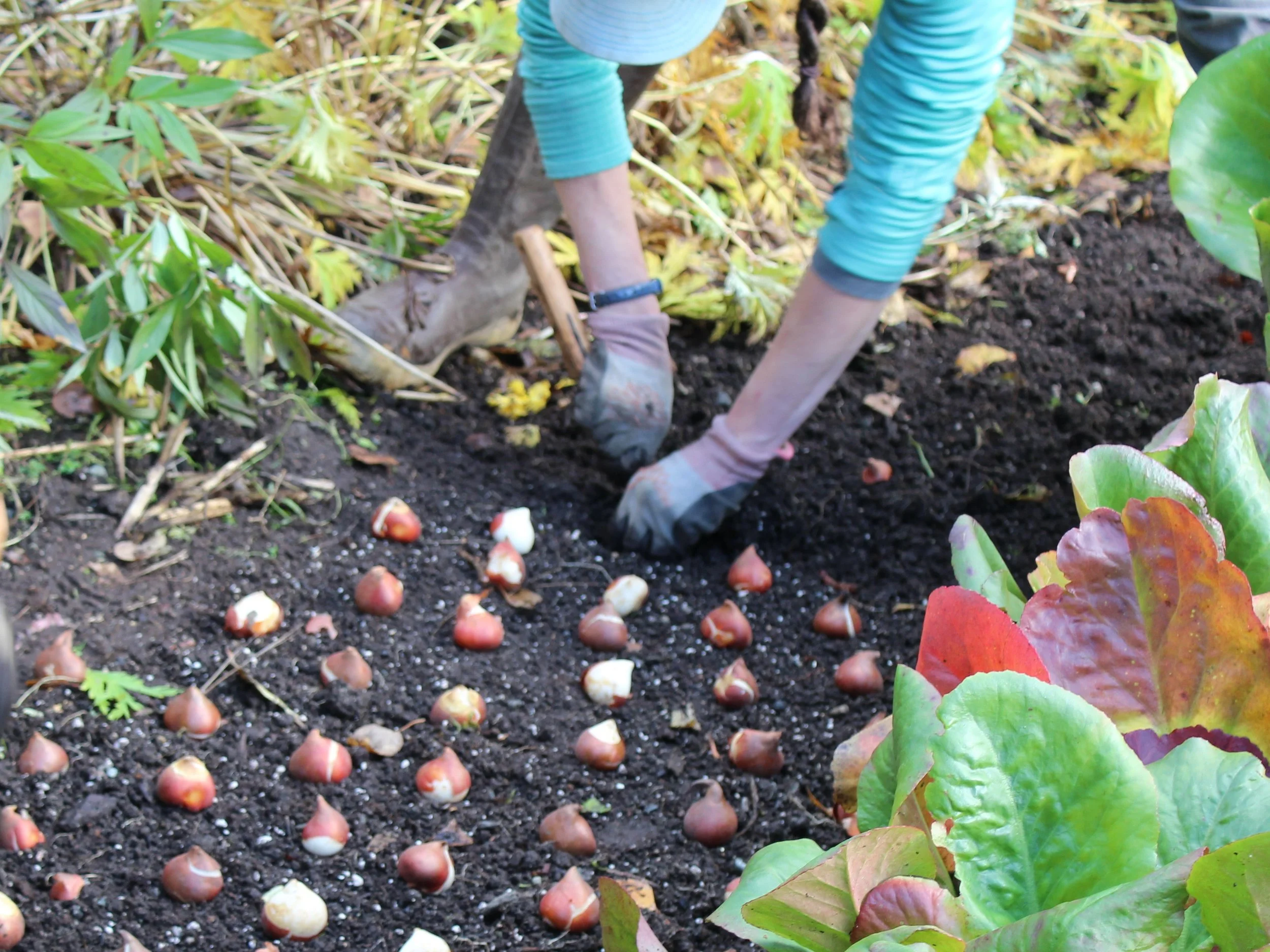 Fall Planting Workshop