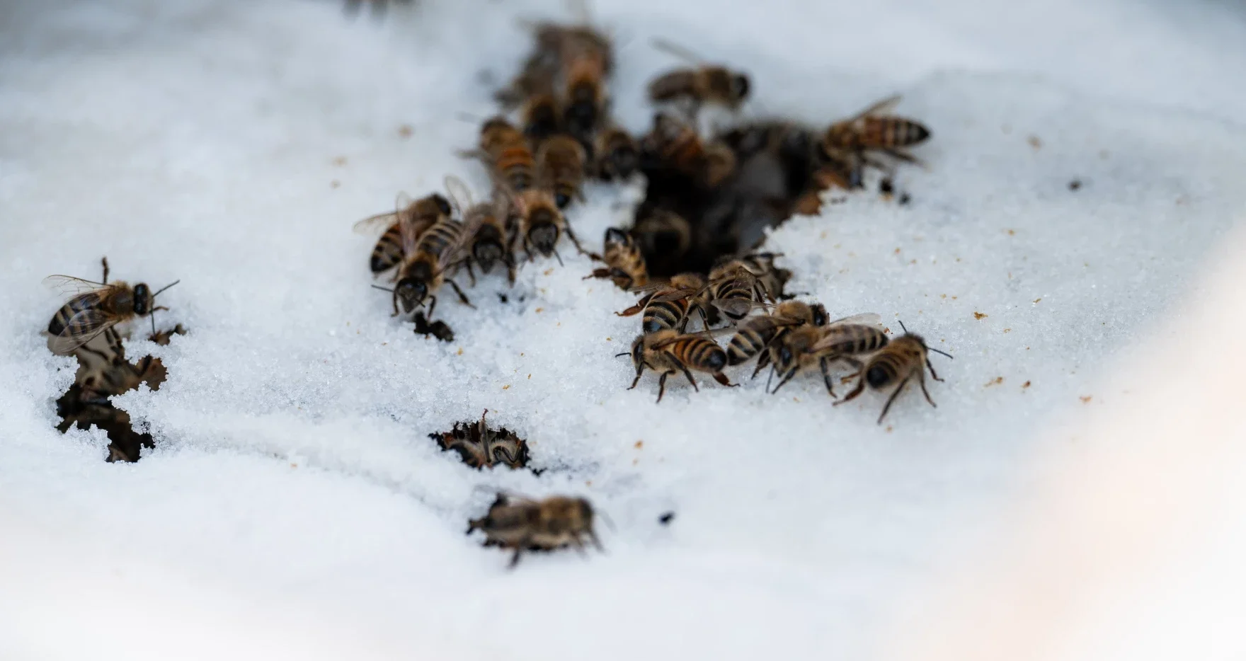 Sustainable Beekeeping in Alaska