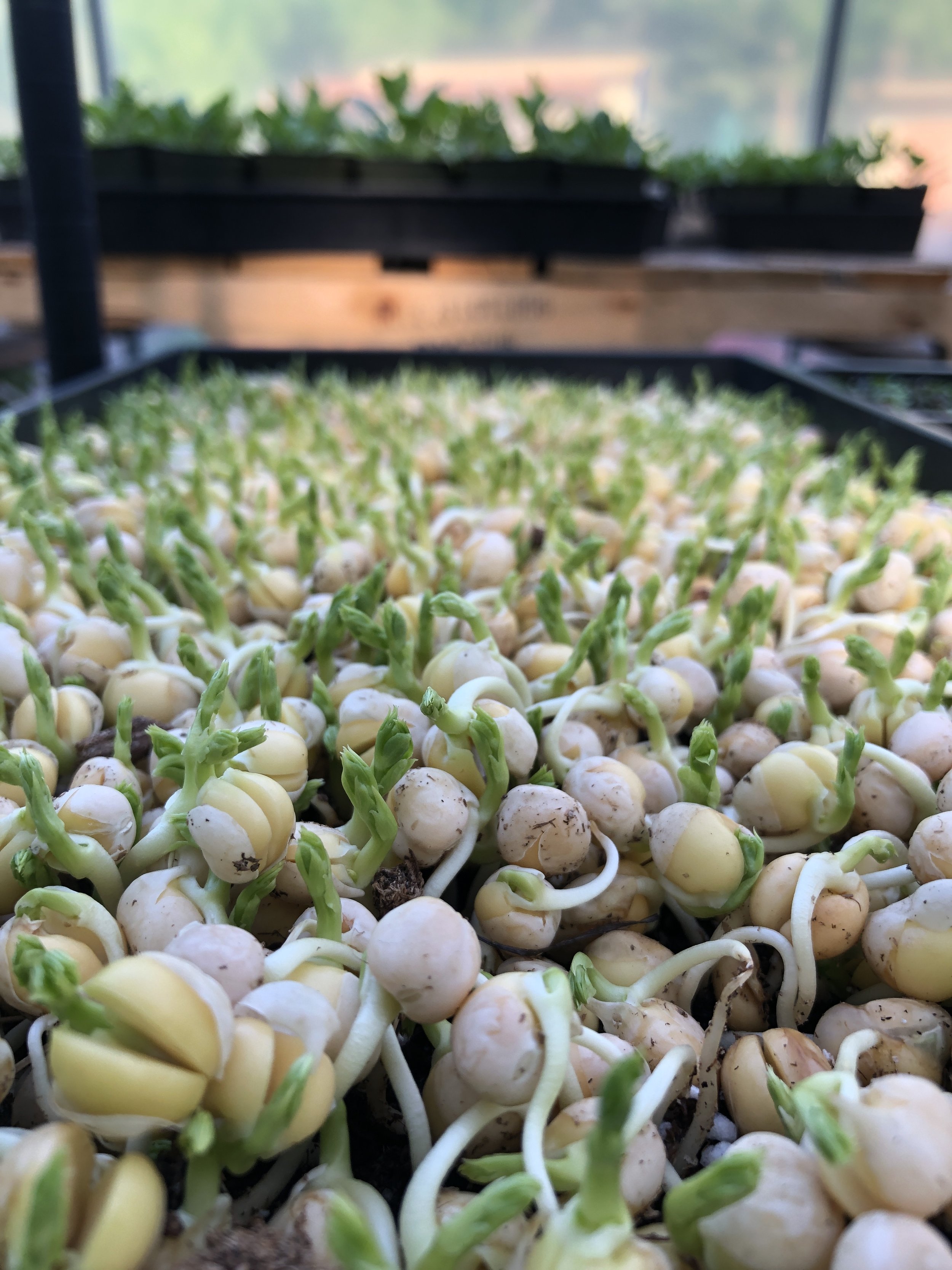 Indoor Seed Starting