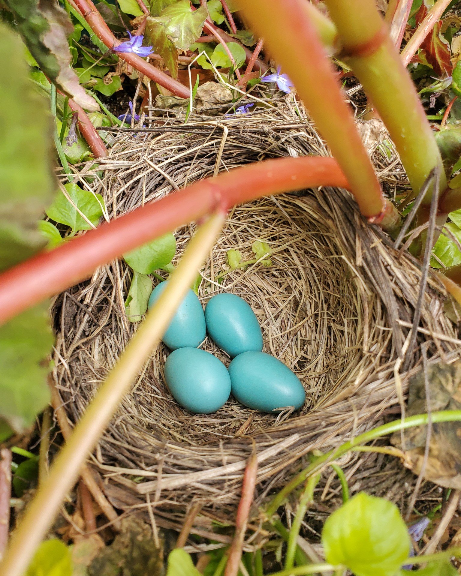 Nest Fest: Egg Scavenger Hunt