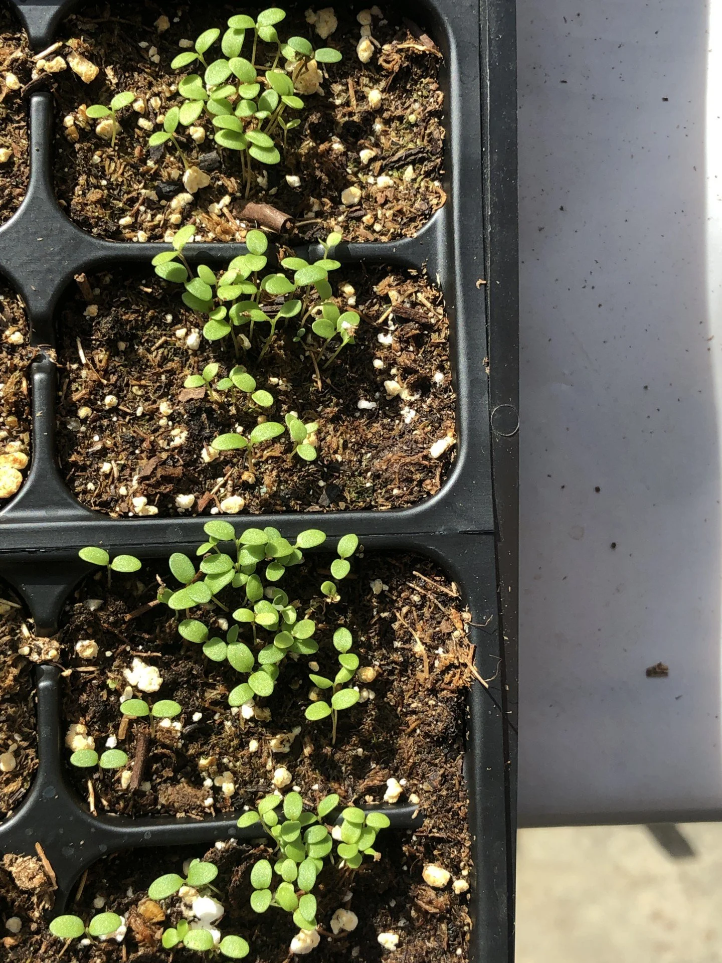 Seed & Garden Exchange