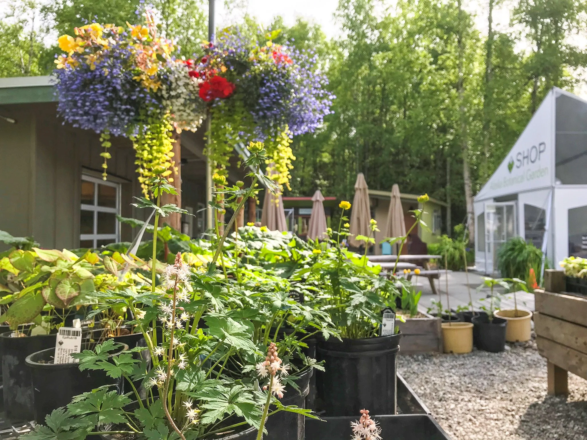 Summer Plant Sale begins!