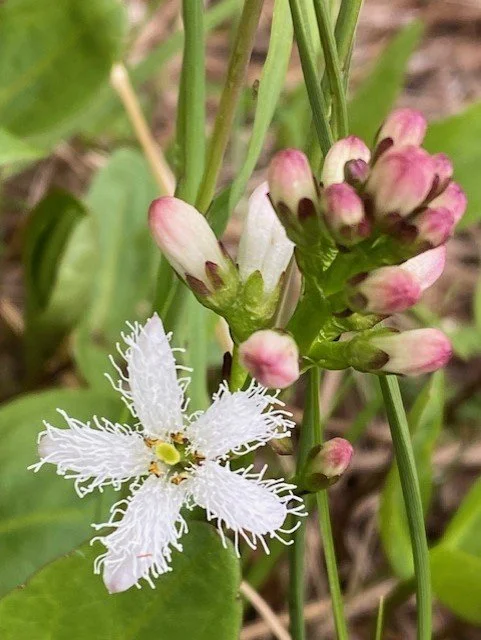 AK Wildflowers: 4-Day Field Botany Course
