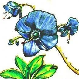 Summer Plant Sale begins!