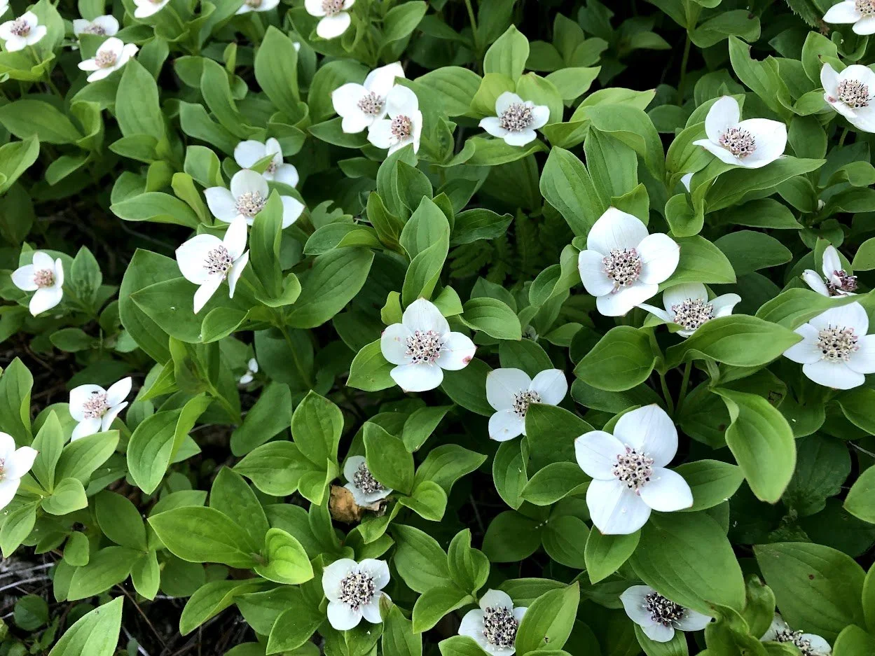 Alaska Public Gardens Day 