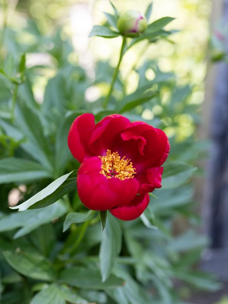 What's in Bloom Walking Tour