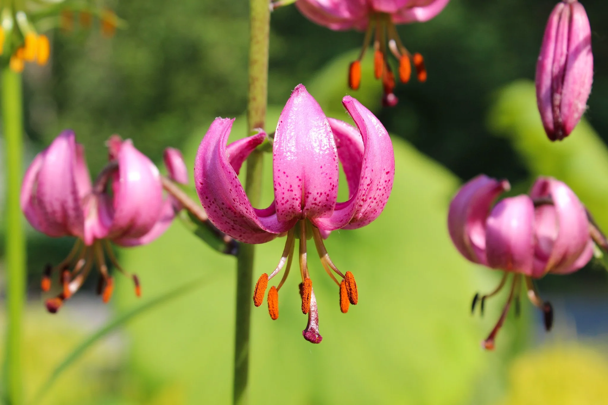 What's in Bloom Walking Tour 