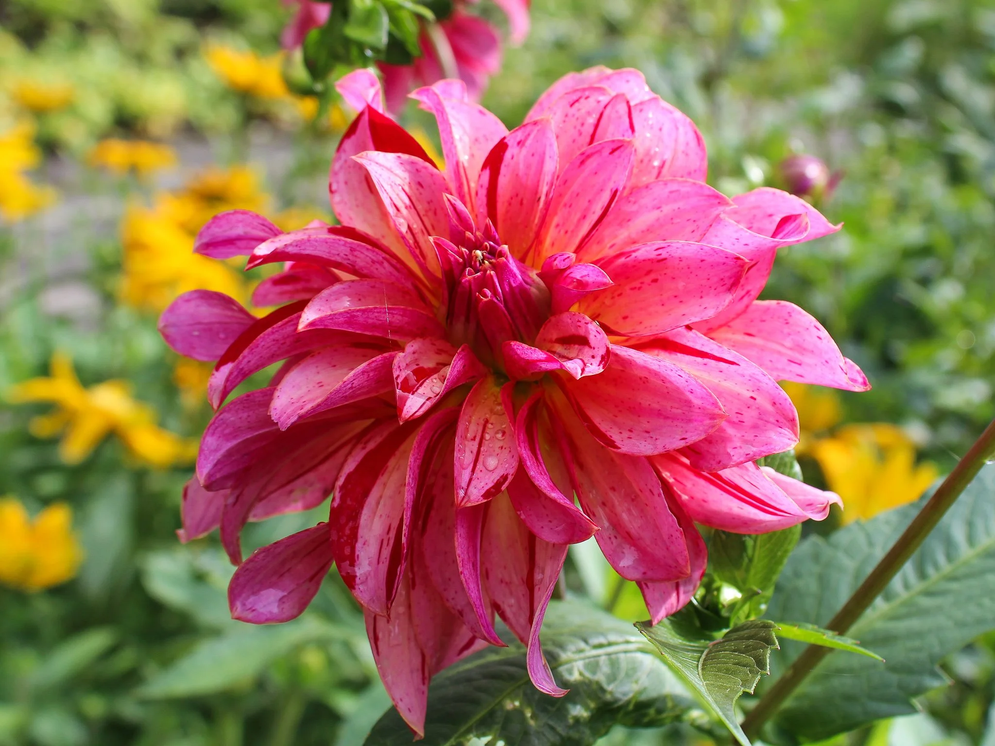 What's in Bloom Walking Tour 