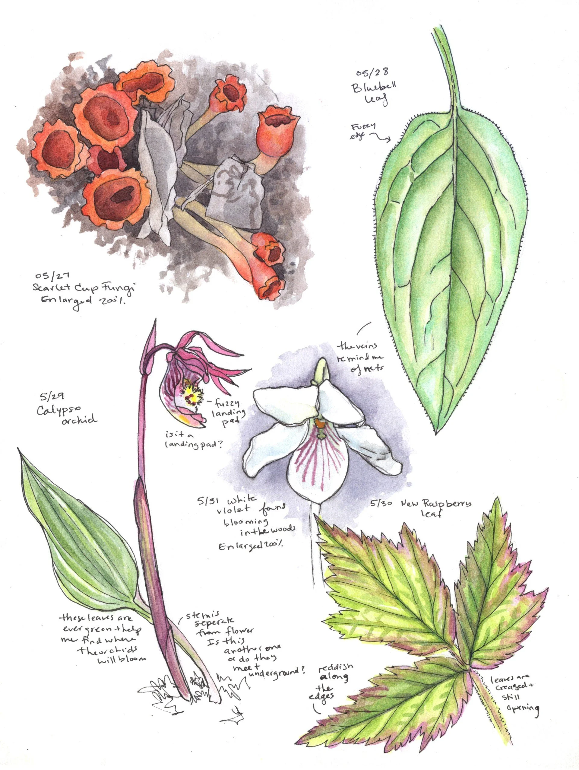 Field Sketching in the Garden