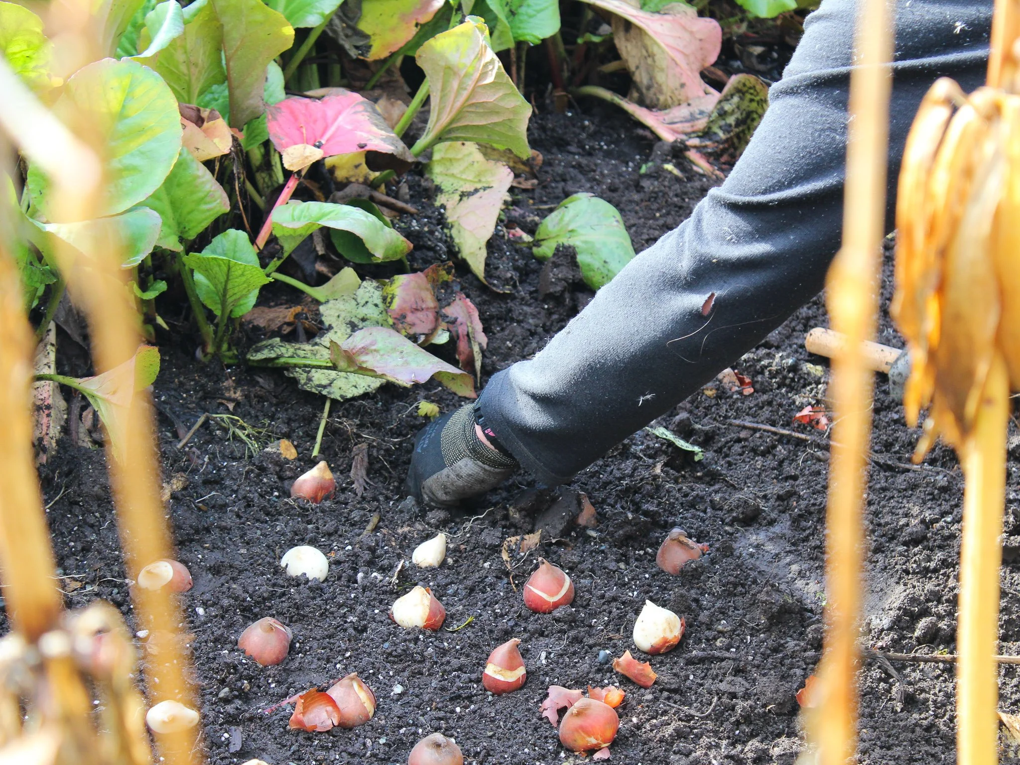 Bulbs and Fall Planting