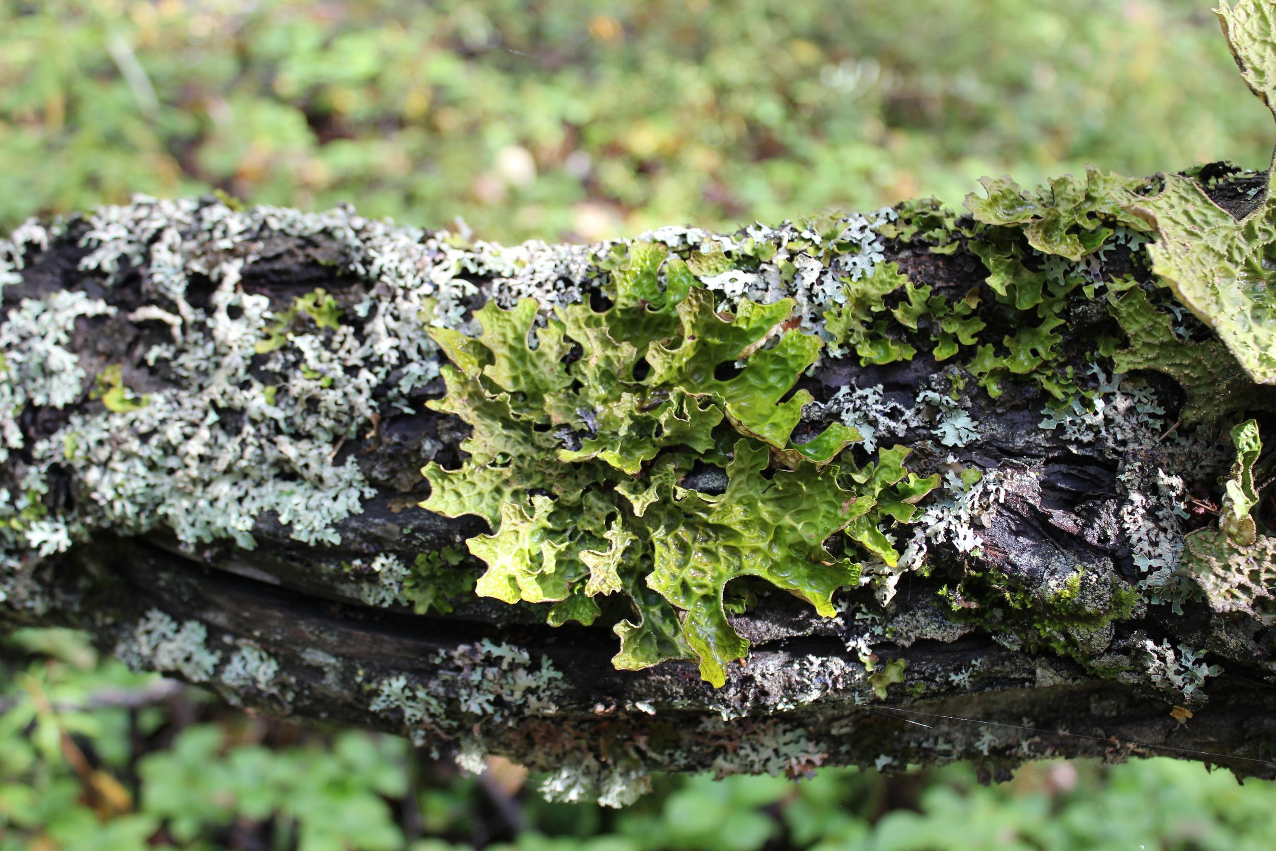 Lichens of the Alaska Botanical Garden