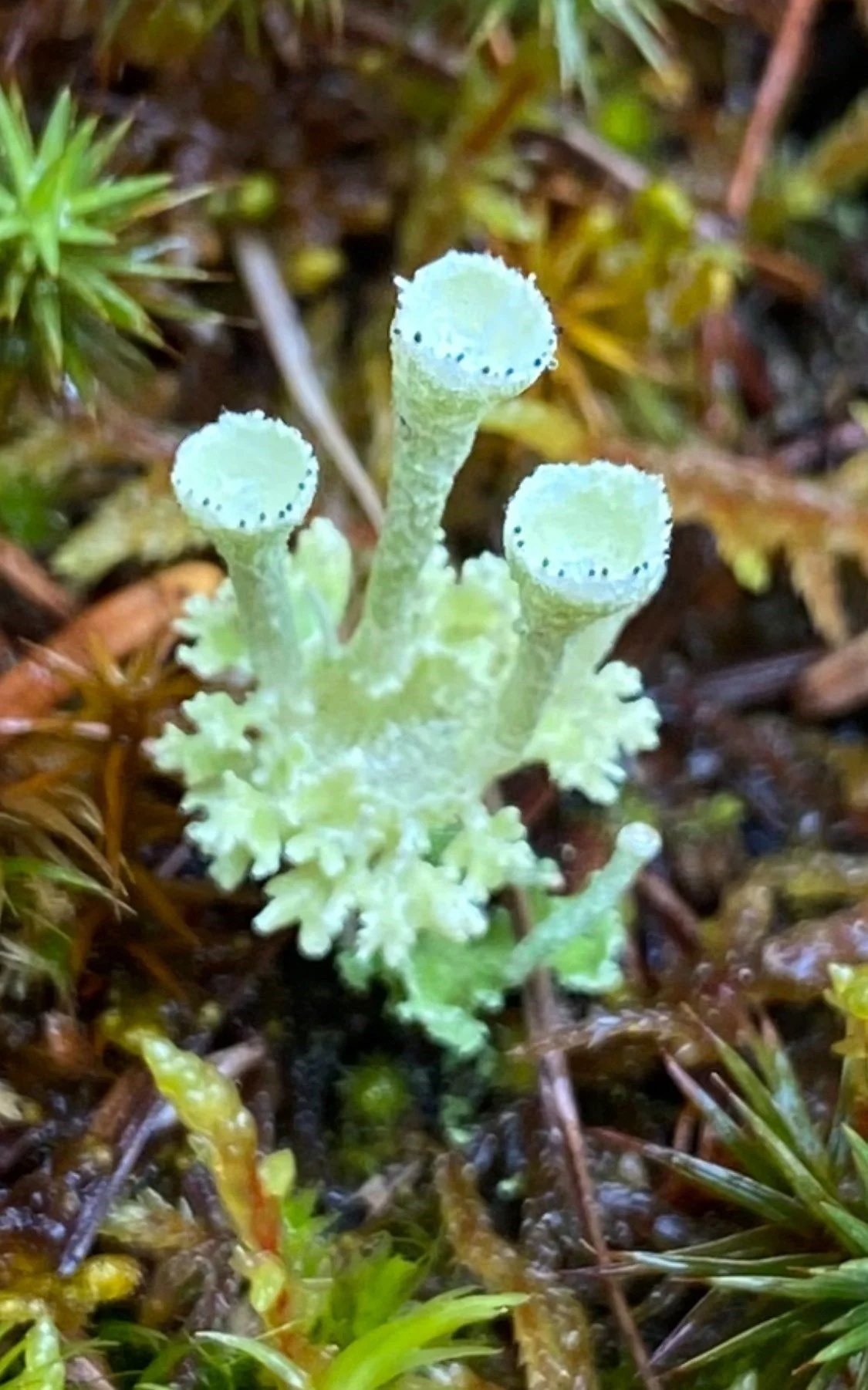 lichen 1.jpg
